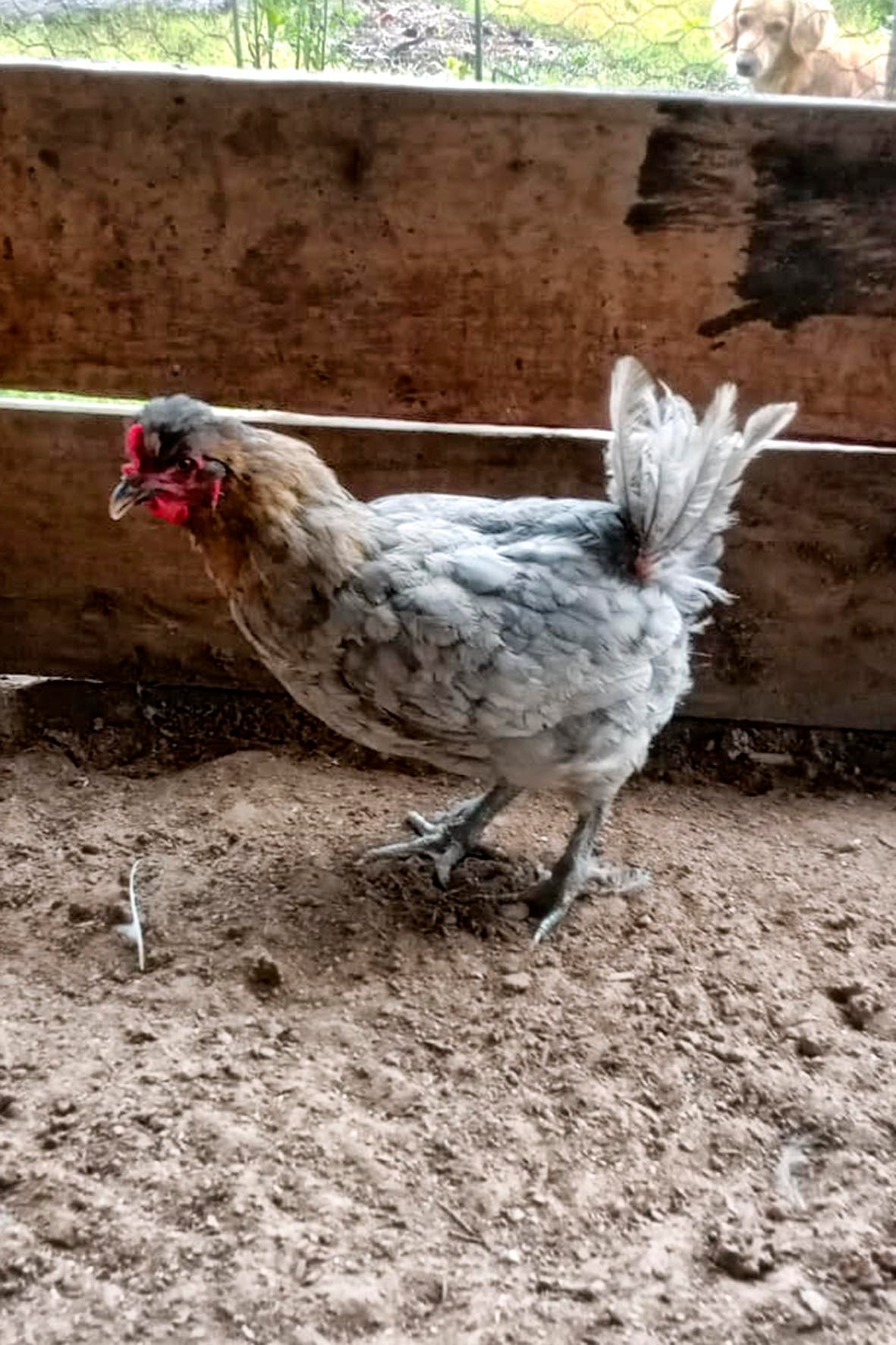 WhatsApp Image 2025-04-03 at 7.35.50 PM (2) copia.jpg